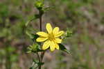 Starry rosinweed